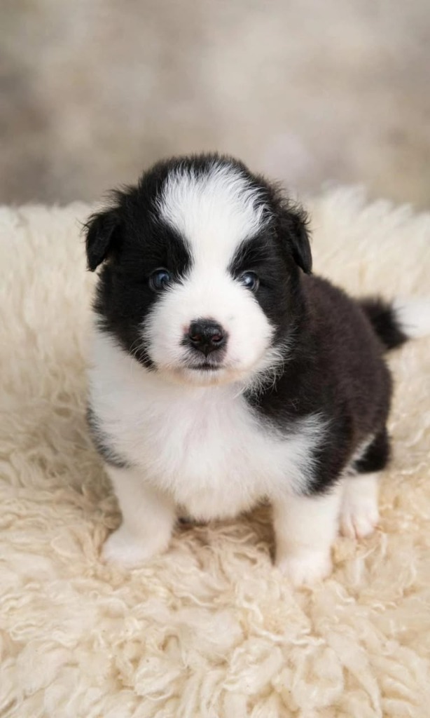 Filhote Border Collie Preto e Branco