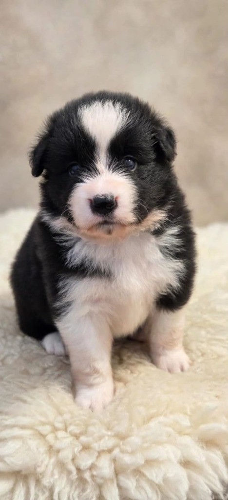 Filhote Border Collie Preto e Branco